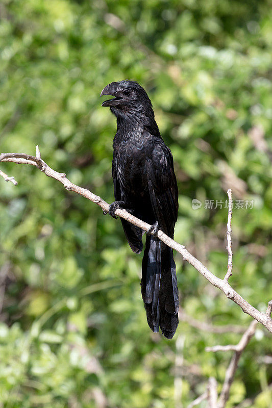 嘴巴光滑的阿尼(Crotophaga Ani)坐在树上的早午餐